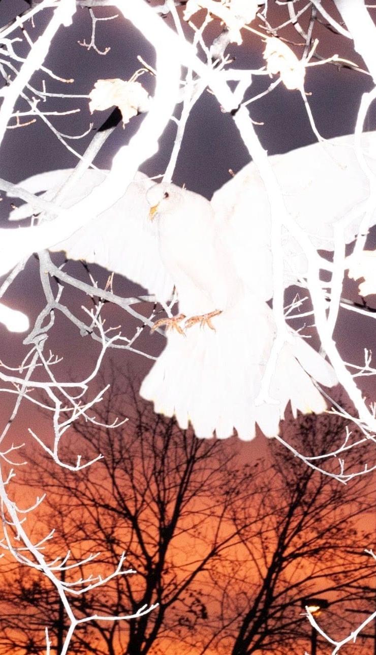 Perfect Person and Holostar Unite on Collaborative EP Some Kind Of Life
